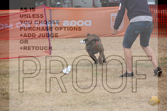 Precision Coursing Longview WA 2024 Cane Corso_JJL_3341_Longview WA_2024_HR3