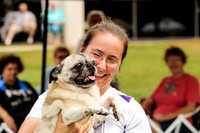 Pug #? Wed Agility Gavin