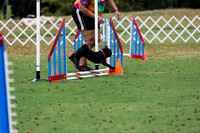 Pug #? Wed Agility Phoebe