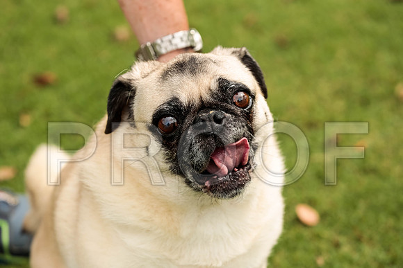 _ST_3615-PugNtls2017-HR3