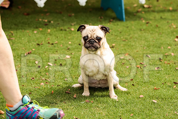 _ST_3653-PugNtls2017-HR3