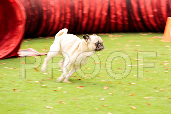 _ST_3669-PugNtls2017-HR3