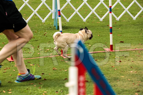 _ST_3670-PugNtls2017-HR3