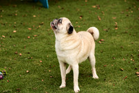 Pug #12 Wed Agility Arnie