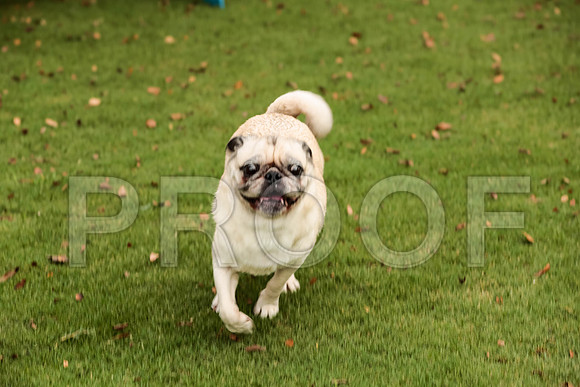 _ST_3736-PugNtls2017-HR3