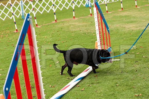 _ST_3716-PugNtls2017-HR3
