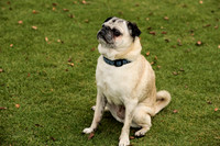 Pug #12 Wed Agility Tsunami