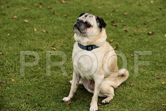 _ST_3721-PugNtls2017-HR3