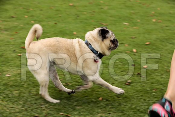 _ST_3728-PugNtls2017-HR3