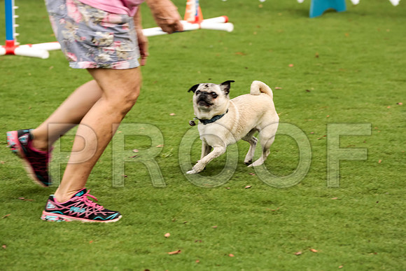 _ST_3730-PugNtls2017-HR3