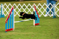 Pug #12016 Wed Agility Jake 3-2