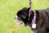 Pug #13 Wed Agility Caesar