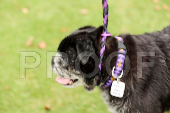 _ST_3745-PugNtls2017-HR3