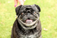 Pug #7 Wed Agility Jet