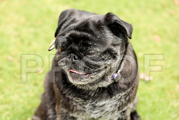 _ST_3592-PugNtls2017-HR3