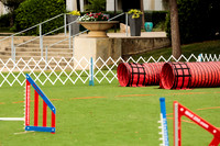 Pug #8001 Wed Agility Peaches