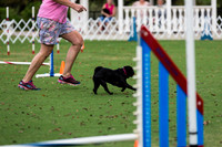 Pug #8002 Wed Agility Opal