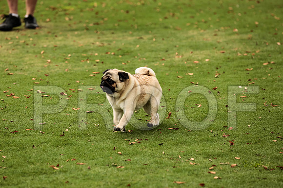 _ST_4364-PugNtls2017-HR3