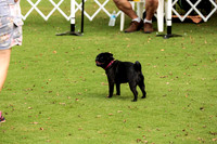 Pug #8003 Wed Agility Opal 4