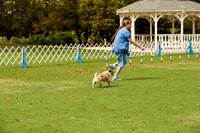 Pug #8006 Wed Agility Jelly Bean 3