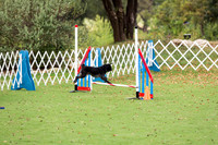 Pug #8007 Wed Agility Jimmy 2