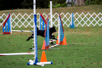 Pug #8007 Wed Agility Jimmy Willie