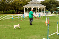Pug #8008 Wed Agility Napoleon 3
