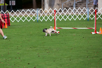 Pug #8010 Wed Agility Paqui