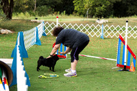Pug #8013 Wed Agility Amore