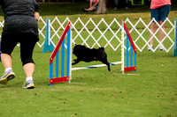 Pug #8013 Wed Agility Amore 3