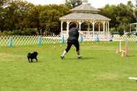 Pug #8013 Wed Agility Amore 5