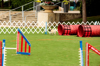 Pug #8014 Wed Agility Wyatt 3