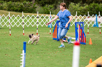 Pug# 8006 Wed Agility Jelly Bean