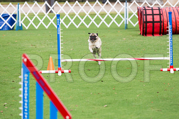 _ST_2869-PugNtls2017-HR3