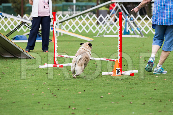 _ST_2877-PugNtls2017-HR3