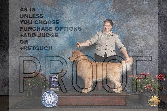 Golden Retriever #23 Fri WDM Judge Victor Rosado__JP_5219_San Antonio_2024_HR3