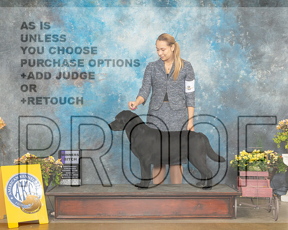 Labrador Retriever #24 Fri WB Judge Betty Pollock-MMJ_1338-NWARK2022-HR3