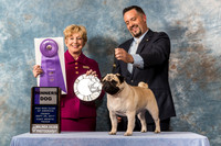 Pug #105 Fri WD