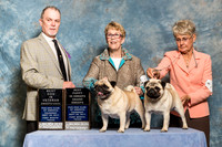 Pug #119 #75 Fri Grand Sweep BDViS