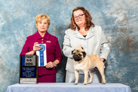 Pug #15 Fri 6 9 D