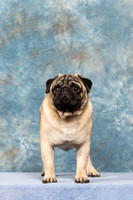 Pug #182 Fri