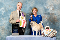 Pug #196 Fri BVS