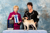 Pug #46 Fri 12 18 B
