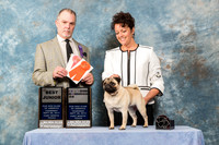 Pug #46 Fri Sweep 12 18