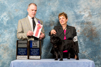 Pug #47 Fri Sweep 9 12 Dog