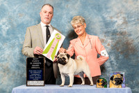 Pug #75 Fri Sweep Grand
