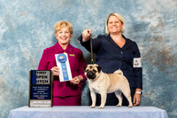 Pug #94 Fri Open B