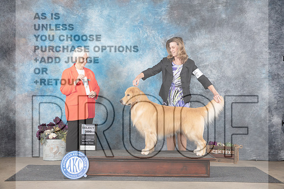 Golden Retriever #19 Sat SD Judge Gloria Kerr__JP_7091_Belton_2024_HR3