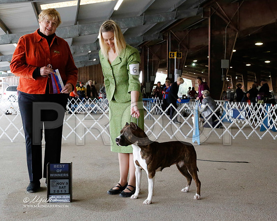 AmStaff-2688-HstnNov13-HR