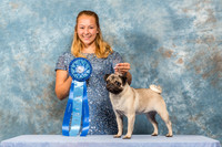 Pug #? Madly CUSTOM